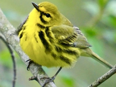 Prairie warbler