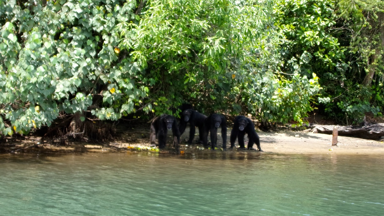 Diana monkey perched on a forest branch in Liberia.
