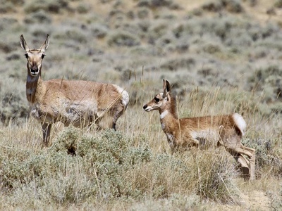 Pronghorn