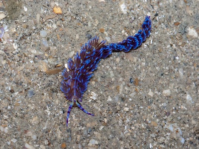 Pteraeolidia ianthina