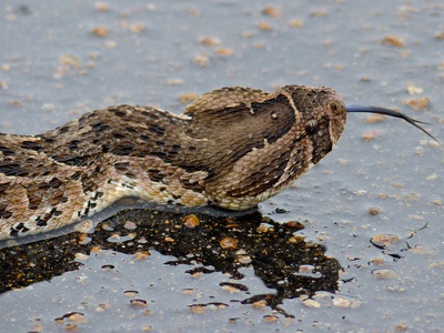 Puff adder