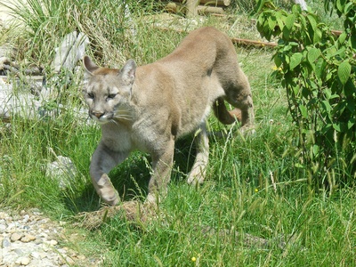 Puma (cougar)