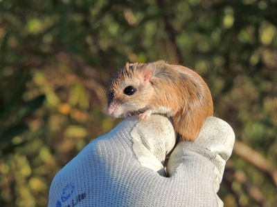 Pygmy gerbil