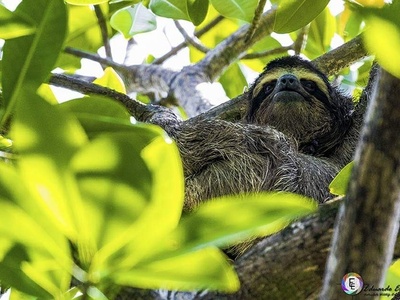 Pygmy three-toed sloth