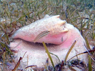 Queen Conch