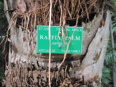 Raffia palm
