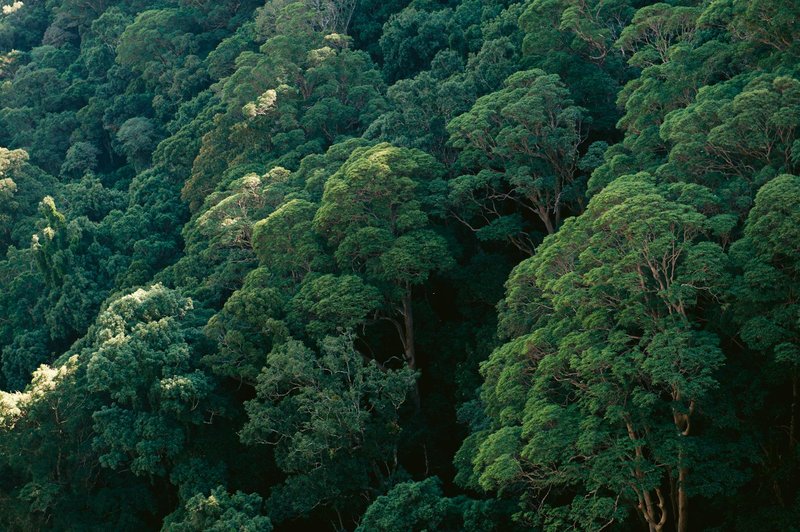 Lush green canopy of Lamington rainforest, captured from above, highlighting dense foliage.
