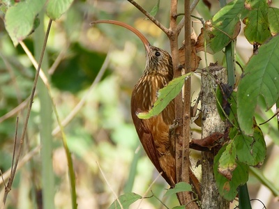 Red-billed Scythebill