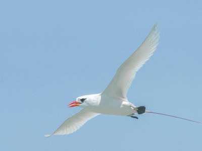 Red-billed tropicbird