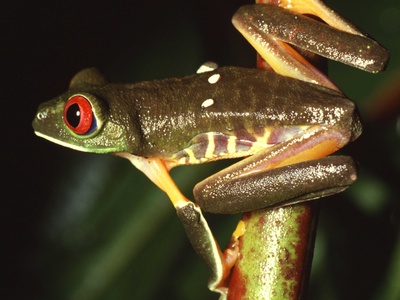 Red-eyed tree frog