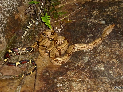 Red-tailed boa