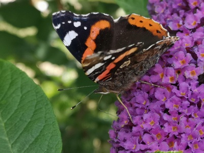 Red admiral
