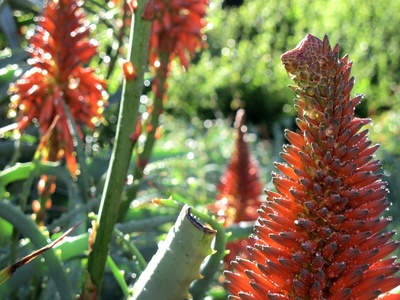 Red aloe