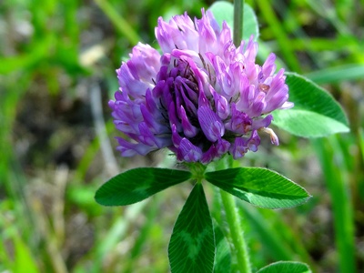 Red clover