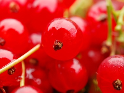 Red currant
