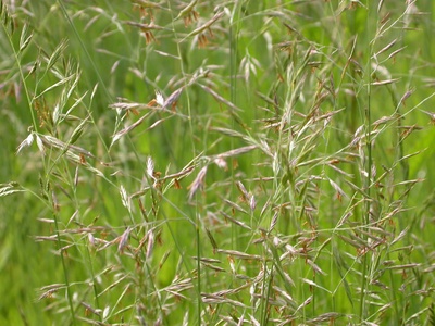 Red fescue