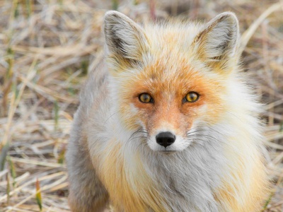 Red fox