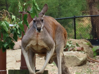 Red kangaroo