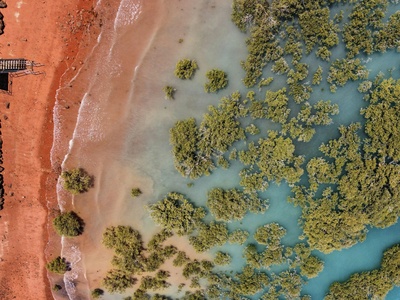 Red mangrove
