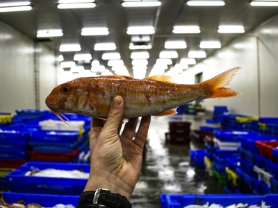 Red mullet