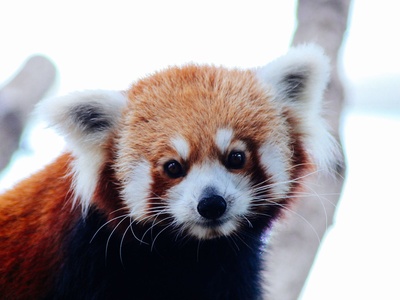 Red panda