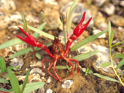 Red swamp crayfish