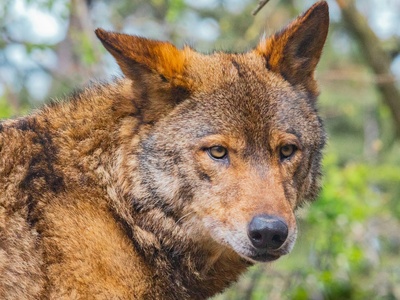 Red wolf