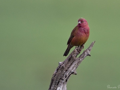 Red‑billed Firefinch