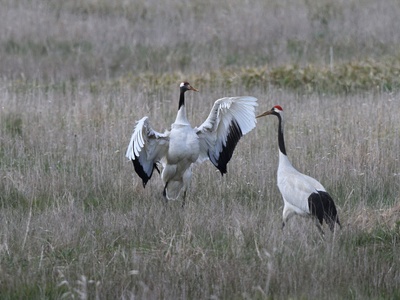 Red‑crowned crane