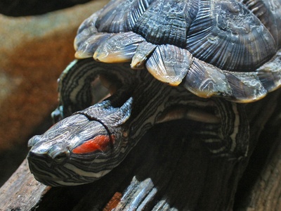 Red‑eared slider