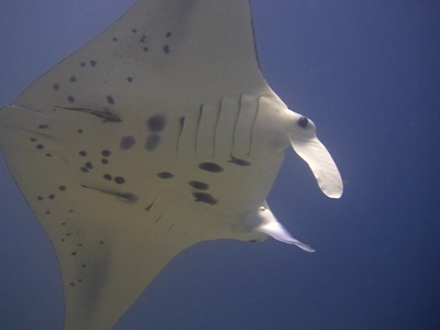 Reef manta
