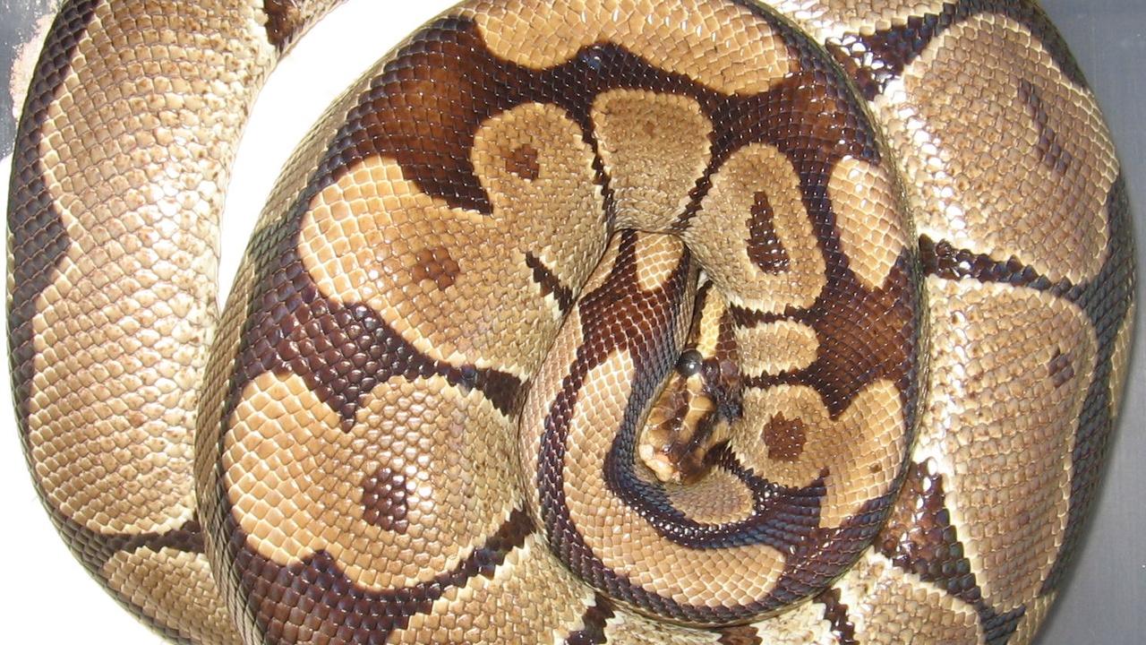 Female python coiling around eggs to brood and thermoregulate