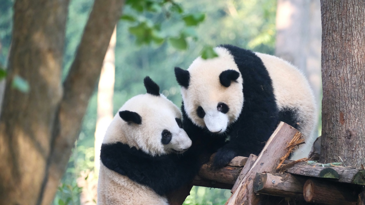 Panda mother with cub at a breeding center enclosure