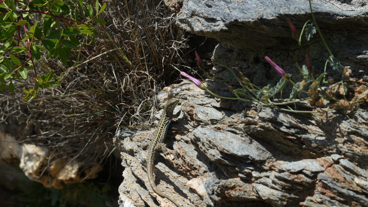 Aegean wall lizard basking on a sunlit ruin wall, with village buildings and sky behind, showing common island reptile habitat.