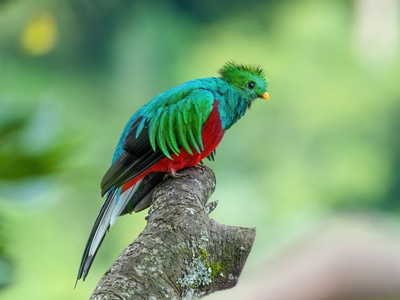 Resplendent Quetzal