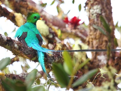 Resplendent quetzal