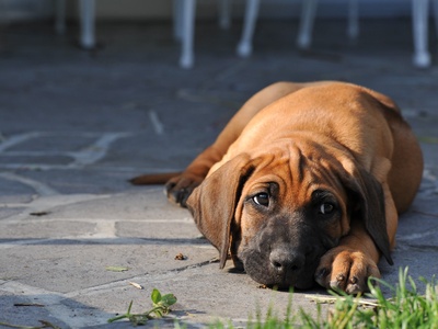 Rhodesian Ridgeback