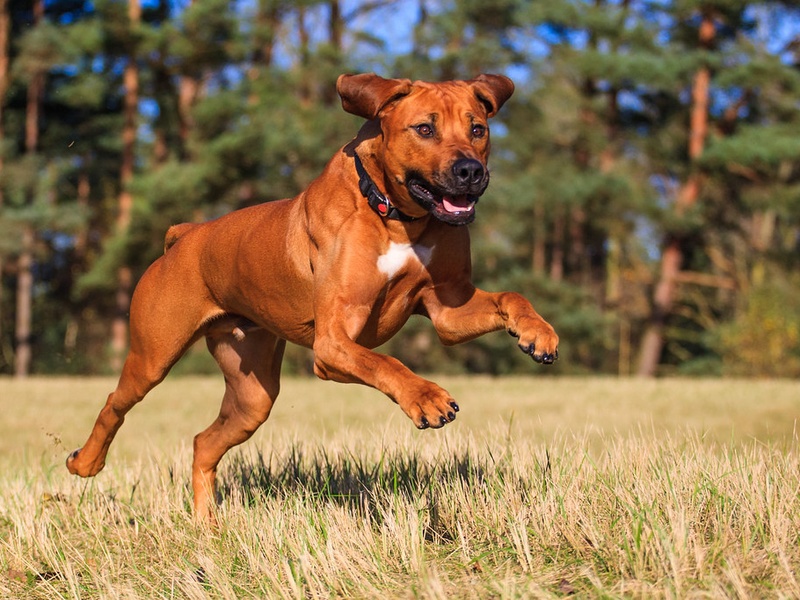 Gold Dog Breeds: The Complete List - Flora Fauna Fun