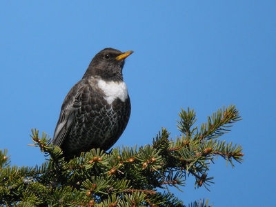 Ring Ouzel