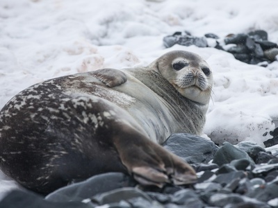 Ringed seal