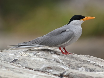 River tern