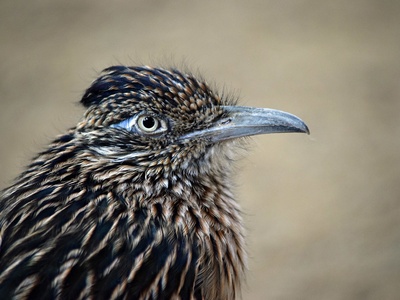 Roadrunner