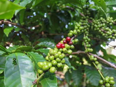 Robusta coffee