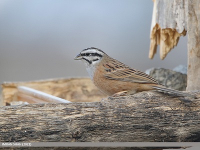 Rock Bunting