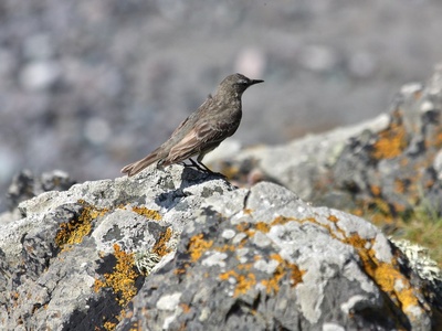 Rock Pipit