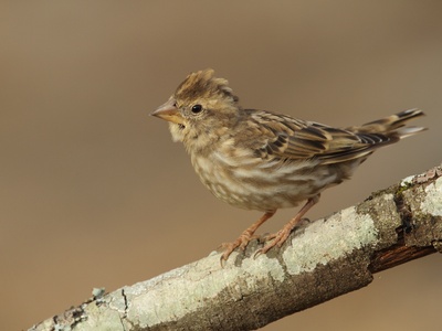 Rock Sparrow
