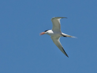 Royal tern