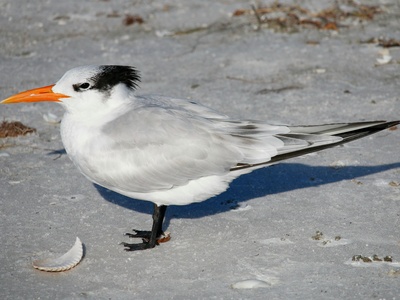 Royal Tern