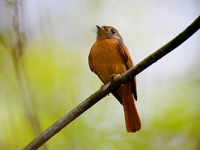 Ruddy-tailed Flycatcher