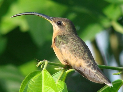 Rufous-breasted Hermit